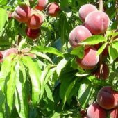 Tüplü Aşılı Erkenci Leziz Aromatik Tam Bodur Spring Crest Şeftali Fidanı - 1