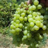 Tüplü Sofralık Çok Tatlı İri Taneli Verimli Tarsus Beyazı Üzüm (Asma-Bağ) Fidanı - 1