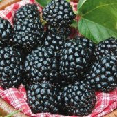 Tüplü Aromalı Bol Verimli Arapaho Böğürtlen Fidanı - 1