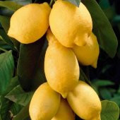 Tüplü Aşılı Çok Verimli Sulu Yediveren Euroka Limon Fidanı - 1