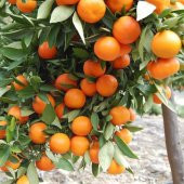 Tüplü Aşılı Verimli Sulu Aromalı Nova Mandalina Fidanı - 1