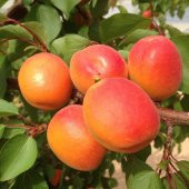 Özel Seçim Sahil Bölgeler İçin Uygun Olan Aşılı Kayısı Fidanı Paketi - 1