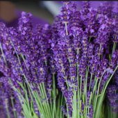Lavandula Angustifolia Lavanta Tohumu (1000 tohum) - 1