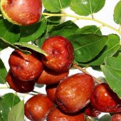 Tüplü Bol Verimli İri Meyveli Hünnap Fidanı - 1