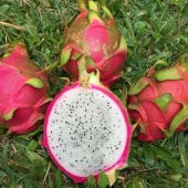 Tüplü Nadir Bulunan Beyaz Renkli Pitaya (Ejder Meyvesi) Fidanı - 1