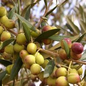 Tüplü Yağlık Verimli Bodur Arbequina Zeytin Fidanı (1 Yaş) - 1