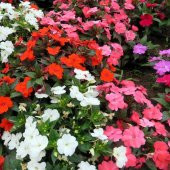 Saksılık Wallerine Carmine Bodur Cam Güzeli Çiçeği Tohumu(20 tohum) - 1