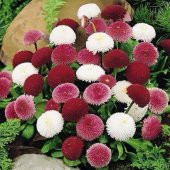 Karışık Katmerli Bellis Perennis Ponpon İngiliz Çayır Papatyası Çiçeği Tohumu(100 tohum) - 1