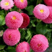 Super Gül Renginde Ponpon İngiliz Çayır Papatyası Çiçeği Tohumu(50 tohum) - 1