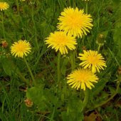 Dandelion Taraxacum Officinale Karahindba Çiçeği Tohumu(100 tohum) - 1