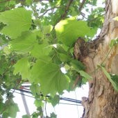 Tüplü Çınar Ağacı Fidanı - 1