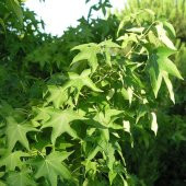 Kokulu Sığla Ağacı Fidanı - 1