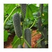 Verimli Bol Dökümlü Turşuluk Kornişon Salatalık (Hıyar) Fidesi (5 adet) - 1