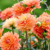 Super Yoga Salmon Zinya Çiçeği Tohumu(40 tohum) - 1