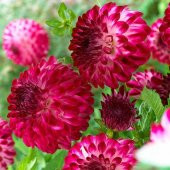 Cherry Red Ponpon Aster Çiçeği Tohumu(50 tohum) - 1