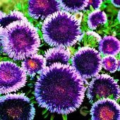 Ponpon Blue Aster Çiçeği Tohumu (50 tohum) - 1