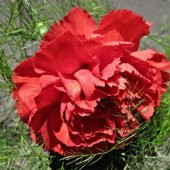 Chabaud Pure Rose Karanfil Çiçeği Tohumu(70 adet) - 1