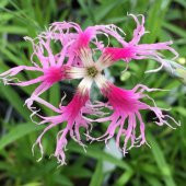 Dianthus Superbus Rose Bol Kokulu Karanfil Çiçeği Tohumu(100 adet) - 1