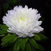 Ponpon White Aster Çiçeği Tohumu(20 tohum) - 1