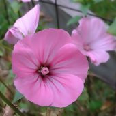 Lavatera Trimestris Regis Pure White Pamuk Çiçeği Tohumu(50 tohum) - 1