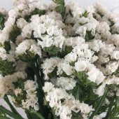 Limonium Sinuatum Pure White Deniz Lavantası Tohumu(30 tohum) - 1