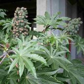 Gibsonii Kene Çiçeği Tohumu (5 tohum - 1