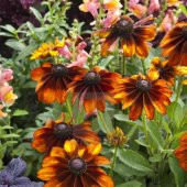 Nadir Golden Elegance Rudbekya Çiçeği Tohumu(50 tohum) - 1