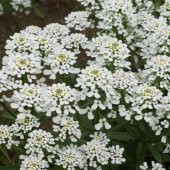 Rocket Candytuft İberis Çiçeği Tohumu(100 tohum) - 1