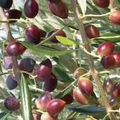 Tüplü Manzalina Zeytin Fidanı - 1