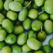 Tüplü Sarı Ulak Zeytin Fidanı - 1