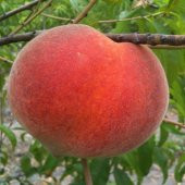 Tüplü Aşılı Erkenci Transvali Şeftali Fidanı - 1