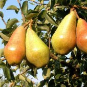 Tüplü Aşılı Orta Erkenci Yarı Bodur İtalyan Carmen Armut Fidanı - 1