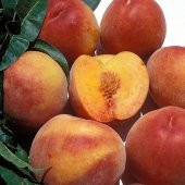 Tüplü Aşılı Orta Erkenci Koyu Kırmızı Spring Bella Şeftali Fidanı - 1