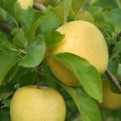 Tüplü Aşılı Aromalı Leziz Bol Sulu Tam Bodur Golden Elma Fidanı - 1