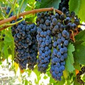 Tüplü Orta Geçci Verimli Şaraplık Syrah(Şiraz) Üzüm (Asma-Bağ) Fidanı - 1