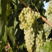 Tüplü Pekmezlik Verimli İri Salkımlı Geleneksel Maccabeu Üzüm (Asma-Bağ) Fidanı - 1