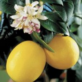 Tüplü Aşılı Yüksek Verimli Bol Sulu Mayer Limon Fidanı - 1