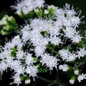 Boneset Çiçeği Tohumu(50 tohum) - 1
