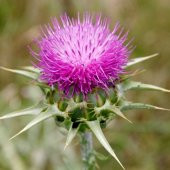 Kenger Otu (Cynara Cardunculus) Tohumu(5 tohum) - 1