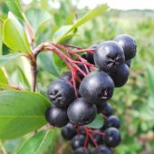 Tüplü Siyah Aronya (Black Aronia) Chokoberry Fidanı - 1
