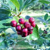 Tüplü Kırmızı Aronya (Red Aronia) Chokoberry Fidanı - 1