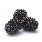 Tüplü Bol Verimli Boysenberry Böğürtlen Fidanı - 1