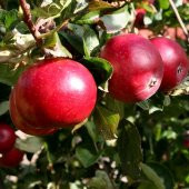 Tüplü Aşılı Verimli Erkenci Yazlık Early Red One Elma Fidanı - 1