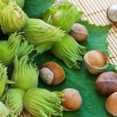 Tüplü Geleneksel Ordu Çakıldak Fındık Fidanı - 1