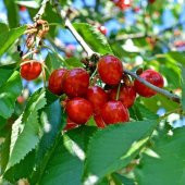 Tüplü Aşılı Aromatik Bol Verimli Noble Kiraz Fidanı - 1