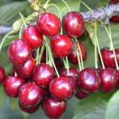 Tüplü Aşılı Bol Verimli Aromatik North Wonder Kiraz Fidanı - 1