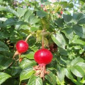 Tüplü Hollanda Tipi Rosa Rugosa Kuşburnu Fidanı - 1