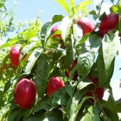 Tüplü Aşılı Erkenci Bol Verimli Zinkal 7 (Zincal 7) Nektarin Fidanı - 1