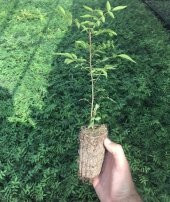 Tüplü Ucb 1 Antep Fıstığı Anacı Fidanı - 1