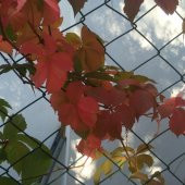 Tüplü Özel Amerikan Sarmaşığı Fidanı (15 Adet) - 1